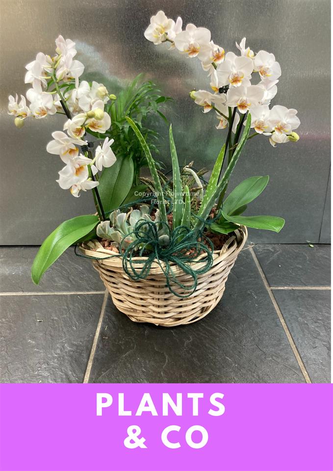 plants and planted arrangements delivered in Cornwall